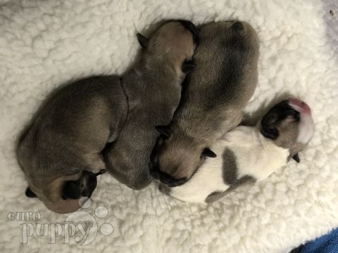 Hugo - Bulldog Francés, Referencias de Euro Puppy desde France