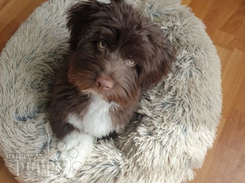 Oscar - Havanese, Euro Puppy review from Saudi Arabia