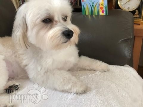Ollie - Havanese, Euro Puppy review from Hong Kong