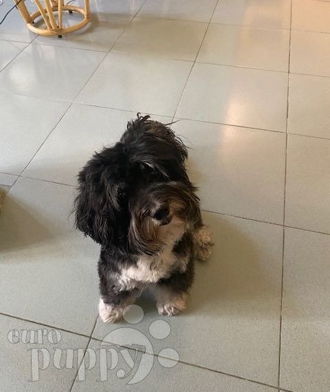 Tux - Havanese, Euro Puppy review from Kuwait