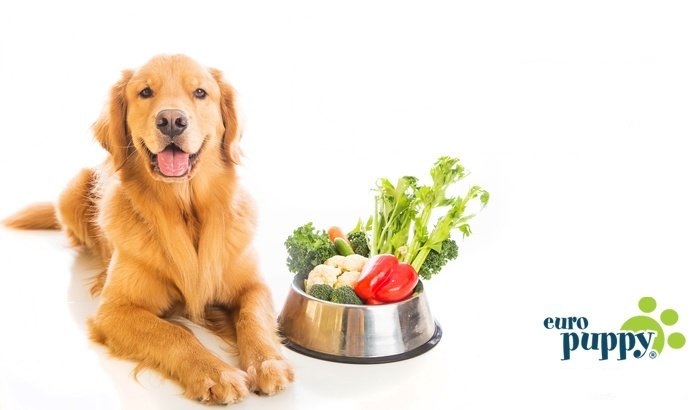 5 Human Foods that are Dangerous For Dogs