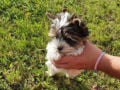 Biewer Terrier puppy