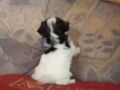 Biewer Terrier puppy