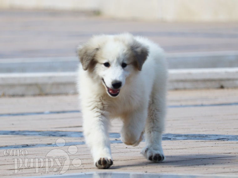 Gran Pirineo cachorro en venta