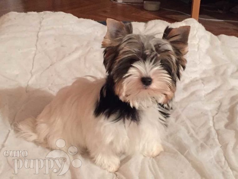 Biewer Terrier puppy