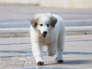 Akc registered great pyrenees puppies best sale for sale