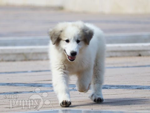 Pyrenäenberghund puppy