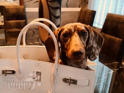 Harley - Dackel, Euro Puppy review from United States