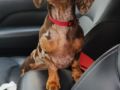 Harley - Dachshund, Euro Puppy review from United States
