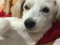 Archie - Coton de Tulear, Euro Puppy review from Kuwait