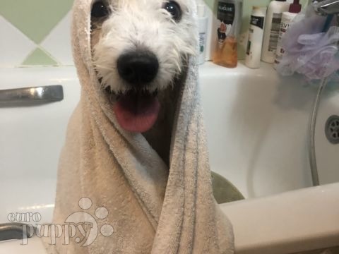 Archie - Coton de Tulear, Referencias de Euro Puppy desde Kuwait