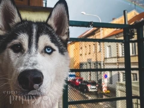 Tommy - Husky Siberiano, Euro Puppy review from Denmark