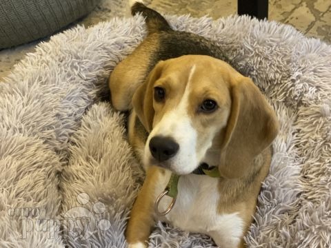 Jazzy - Beagle, Referencias de Euro Puppy desde Saudi Arabia