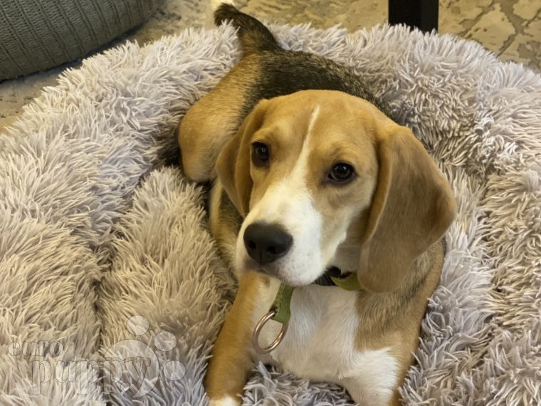 Jazzy - Beagle, Euro Puppy Referenzen aus Saudi Arabia