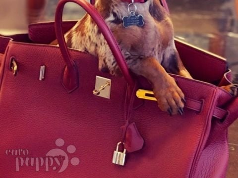 Harley - Dachshund, Euro Puppy review from United States