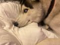 Tommy - Husky Siberiano, Euro Puppy review from Denmark