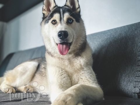 Tommy - Siberian Husky, Euro Puppy Referenzen aus Denmark