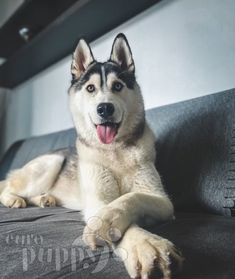 Tommy - Siberian Husky, Euro Puppy review from Denmark