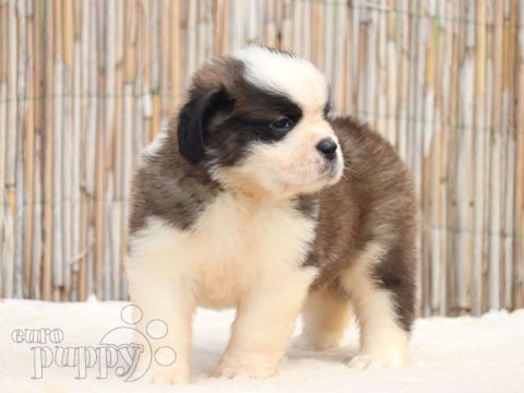 San Bernardo puppy
