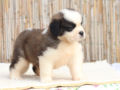 Bernhardiner puppy