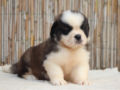 San Bernardo puppy