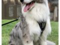 Willem - Border Collie, Euro Puppy review from Netherlands