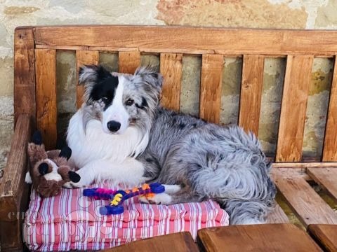 Willem - Border Collie, Euro Puppy Referenzen aus Netherlands