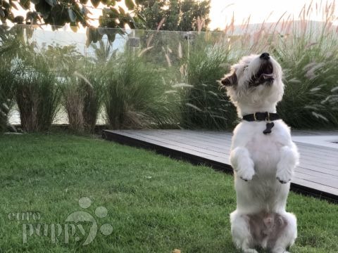 Nino - Jack Russell Terrier, Euro Puppy review from Oman