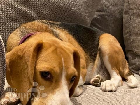 Jazzy - Beagle, Referencias de Euro Puppy desde Saudi Arabia