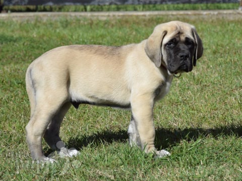 English Mastiff puppy for sale