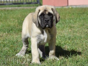 Mastiff puppy for sale