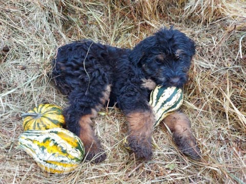 Black Russian Terrier puppy for sale
