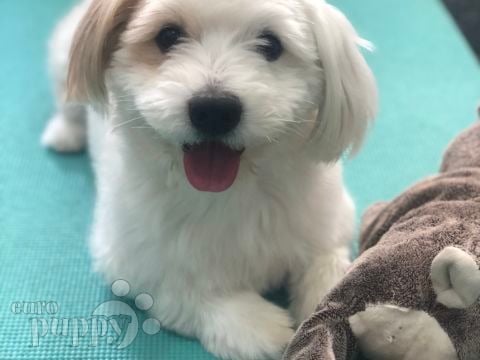 Archie - Coton de Tulear, Euro Puppy review from Kuwait