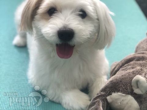 how many puppies can coton de tulear give birth to