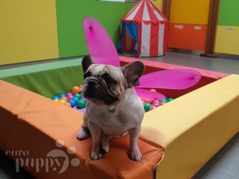 Sophia - French Bulldog, Euro Puppy review from United Arab Emirates