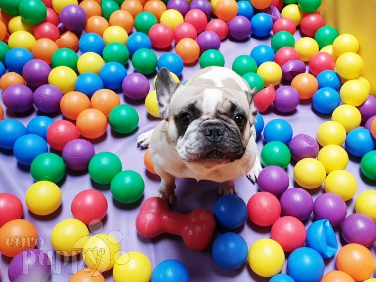 Sophia - French Bulldog, Euro Puppy review from United Arab Emirates