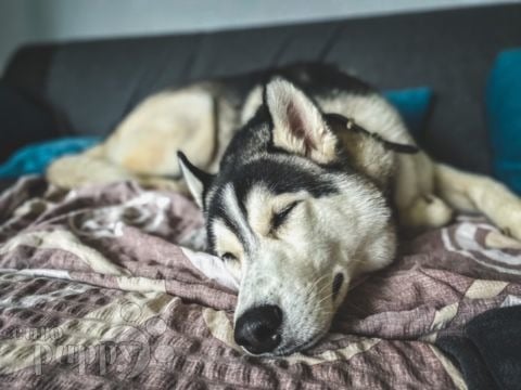 Tommy - Siberian Husky, Euro Puppy review from Denmark