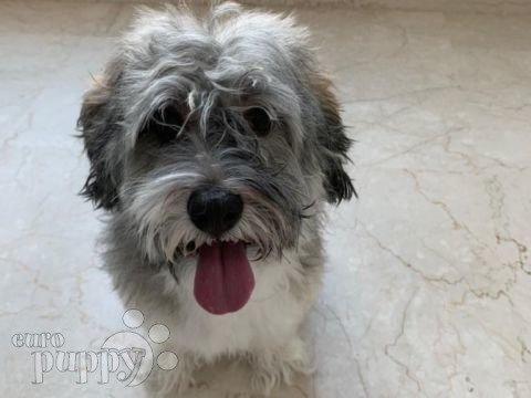 Puddles - Havanese, Euro Puppy review from Qatar