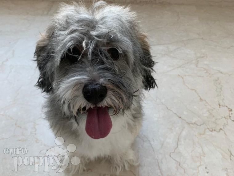 Puddles - Havaneser, Euro Puppy review from Qatar