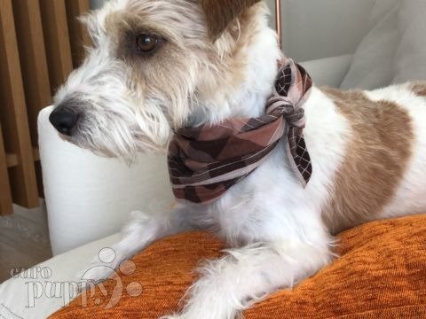 Nino - Jack-Russell-Terrier, Euro Puppy Referenzen aus Oman
