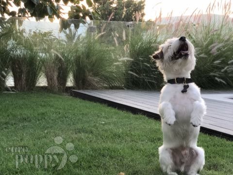 Nino - Jack-Russell-Terrier, Euro Puppy review from Oman