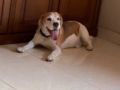Frodo - Beagle, Euro Puppy Referenzen aus Indonesia