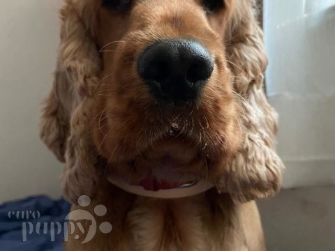 Empress - Englischer Cocker Spaniel, Euro Puppy Referenzen aus Hong Kong