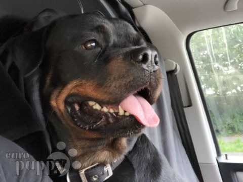 Sky - Rottweiler, Euro Puppy Referenzen aus United Kingdom