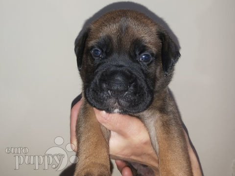 Bullmastiff puppy for sale