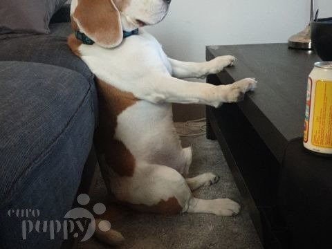 Frodo - Beagle, Euro Puppy review from Indonesia