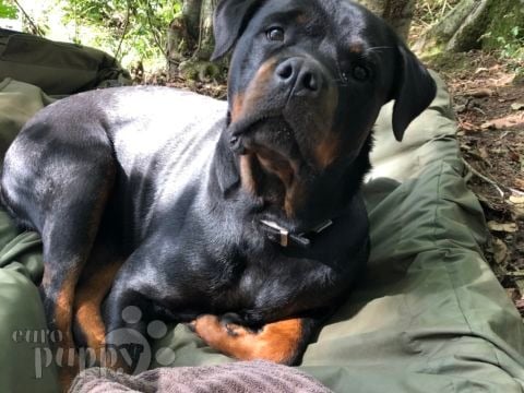 Sky - Rottweiler, Euro Puppy review from United Kingdom