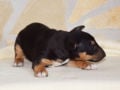 Miniature Bullterrier puppy