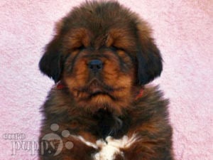 Mastín Tibetano puppy