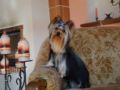 Yorkshire Terrier cachorro en venta